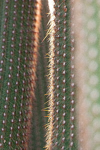 Cactus, Cactaceae, piquant, RIP, épines des moyens de, plante, flore