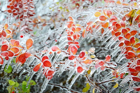 ledo, žiemą, nuo užšalimo, Gamta, augalų, Šaldyti, sezono metu