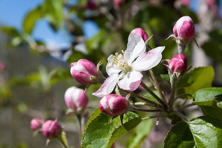 Apple blossom, Bloom, květiny, jaro, Lenz, jeden, čtyři roční období