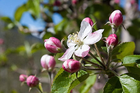 flor de maçã, flor, flores, Primavera, Lenz, um, as quatro estações do ano