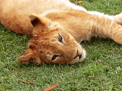 Leão, filhote de leão, gato grande, filhote, Leão relaxado, relaxado, esticada
