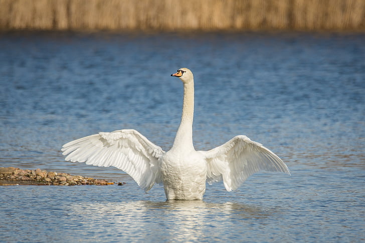 swan, lake, wing beat, water, swans, bird, nature