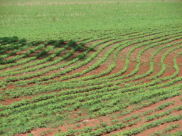 Plantage, sojabonen, planten, korrels, boerderij, Cerrado, Brazilië