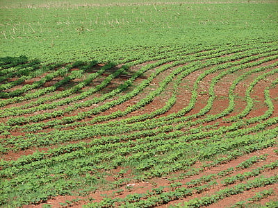 plantation, fèves de soya, la plantation, grains de, ferme, Cerrado, Brésil