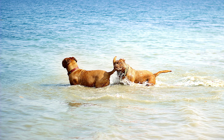 Бордо, куче, де, dogue, вода, Мъди, езеро