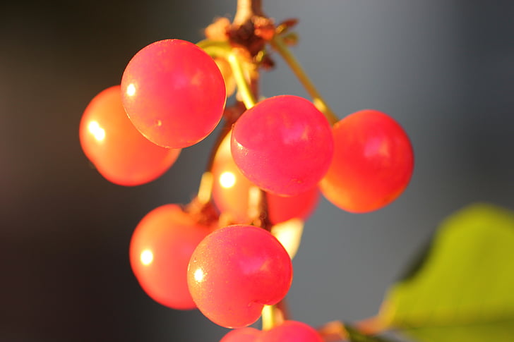 červené cherry, ovocie, čerstvé, zdravé, šťavnaté, Príroda, poľnohospodárstvo