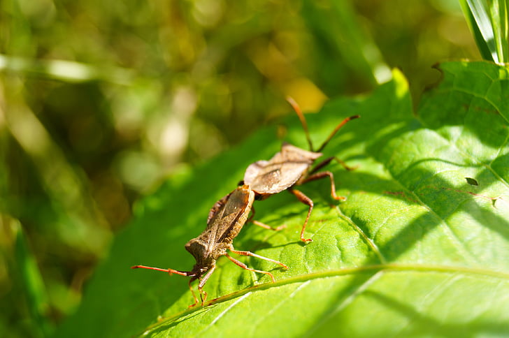kumbang, berpasangan, serangga, alam, Tutup, reproduksi