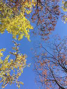 obloha, Příroda, modrá, scenérie, dřevo, podzim, strom