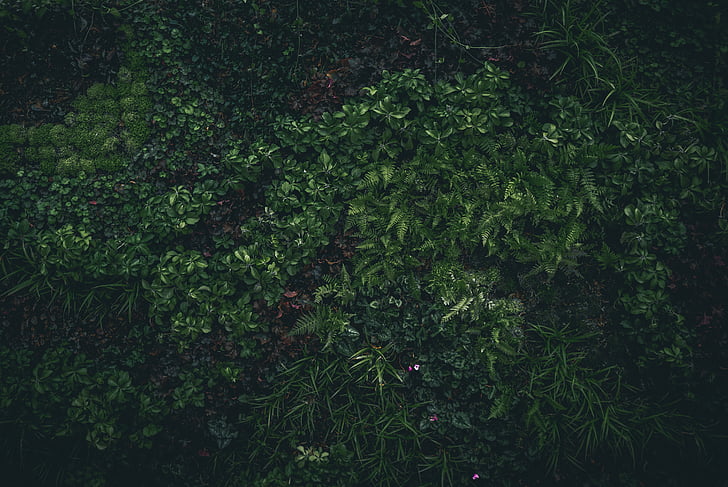 green, leaves, grass, nature, plant, growth, vegetation