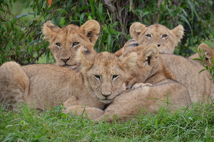 priroda, Afrika, biljni i životinjski svijet, Kenija, lavovi, Lavlja mladunčad suočena, životinje u divljini