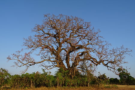 tree, old, heritage, flower, shimul, bombax ceiba, cotton tree
