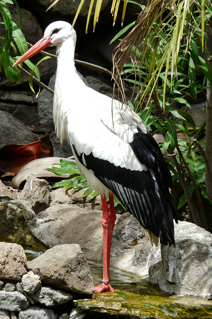 stork, storks, migratory birds, rattle stork, wildlife photography, white storks, signs of spring