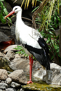 Stork, Storkene, trækfugle, Rattle stork, dyreliv fotografering, hvid stork, tegn på forår