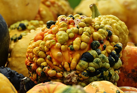abóboras, Outono, decoração de outono, colheita, abóboras decorativas, decoração, laranja