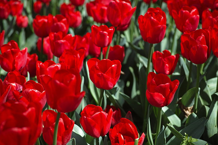 Tulipani, fiore, colori vividi, fiori, natura, pianta, primavera