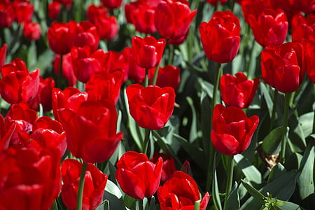tulipaner, blomst, sterke farger, blomster, natur, anlegget, våren