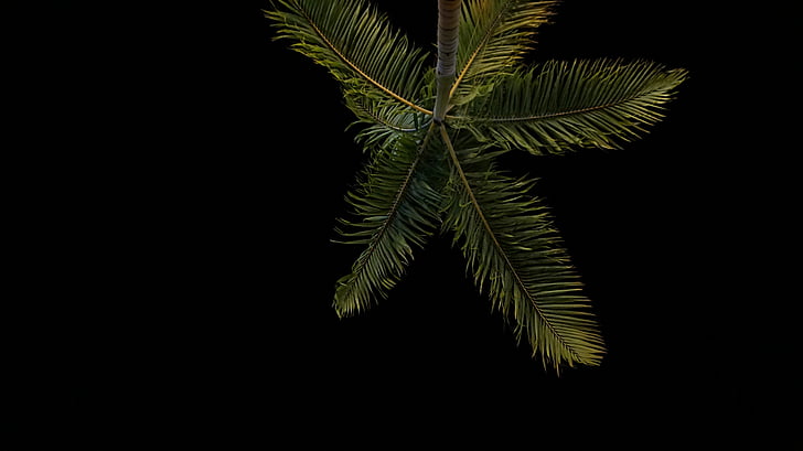 низький, кут, Фотографія, кокосове, дерево, ніч, час