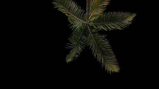 låg, vinkel, fotografering, kokos, träd, natt, tid