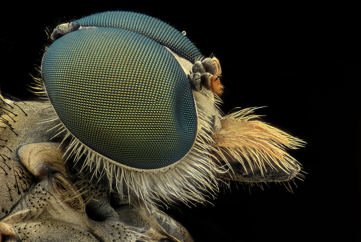 Bee, makro, insekt, ögon, bugg, djur, naturen