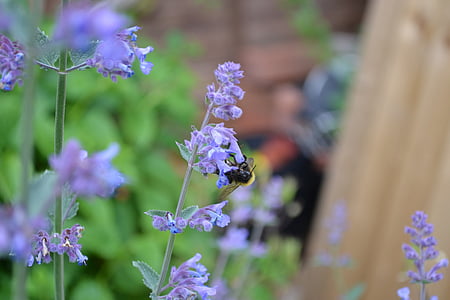 catmint, catnip, purple, flower, blue, herb, close-up