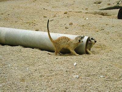 Meerkat, зоопарк, тварин, Природа, Тіргартен, пісок