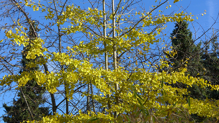 Gingko, albero a foglie decidue, conifere, autunno, colore di caduta, blu, verde