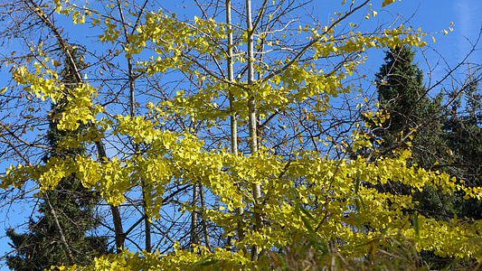 Gingko, arbre de fulla caduca, coníferes, tardor, color de la tardor, blau, verd
