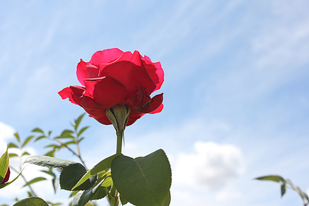 Rosa, blomst, forår, natur