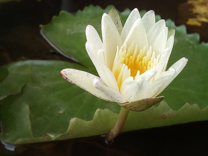 el Lotus leaf, Lotus, plantes d'aigua, flors, Llac de Lotus, lotus blanc, Conca de Lotus