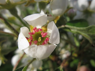 Pear blossom, květ, Bloom, jaro, bílá, strom, hruška