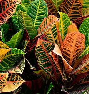planta Croton, vibrante, jardín, al aire libre, Fondo, tropical, Croton