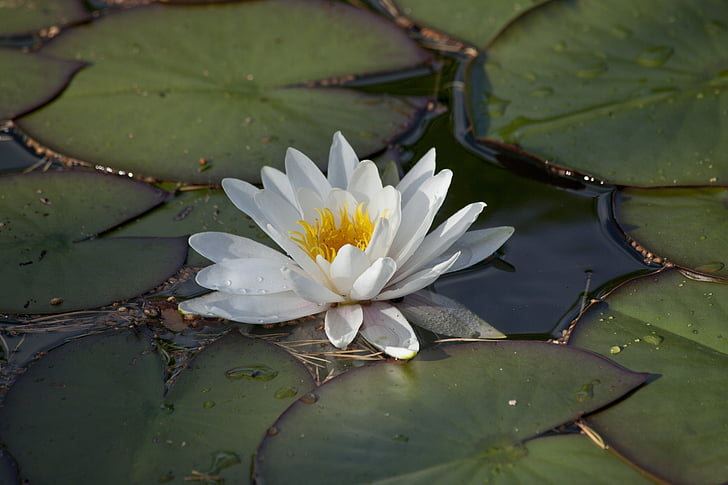 nymphaea alba, waterlily, water plant, pond, water lily leaves