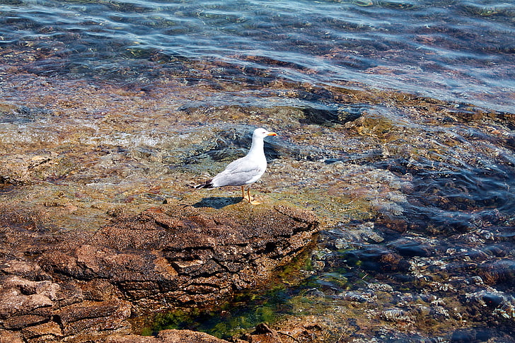 Seagull, pájaro, aves marinas, agua, mar, rocas, la costa