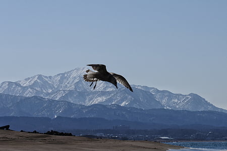 animal, mer, plage, montagne, Parc national du Mont riz, Sea gull, Mouette
