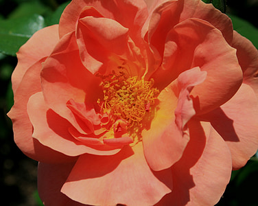 Rose, Bloom, bourgeon, fleur, abricot, rose-orange, pétales