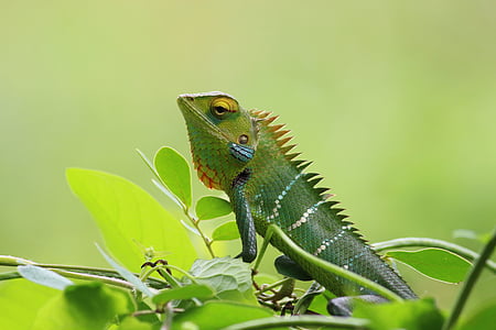 chameleon, wild, nature, green, wallpaper, animal, wildlife