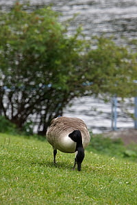 canada goose, branta canadensis, goose, big bird, eating, summer