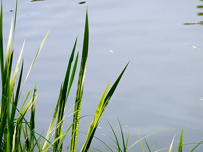 grass, shore grass, aquatic plant, nature, reed, lake, bank