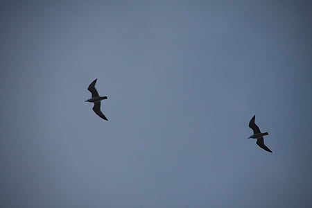 Meeuwen, hemel, levende natuur