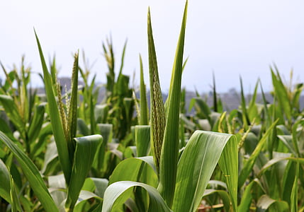 campo de maíz, planta, agricultura, verde, agricultura, agrícola, crecimiento