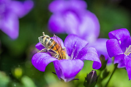 bee, insect, close, macro, flower, nectar, honey