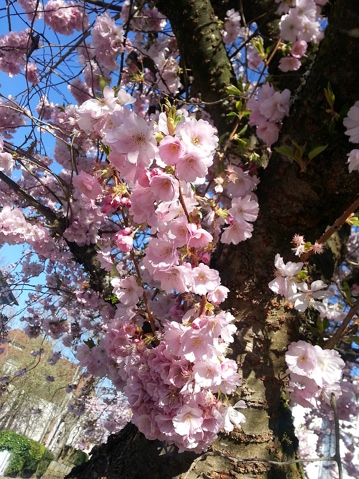 körsbärsblommor, våren, Rosa