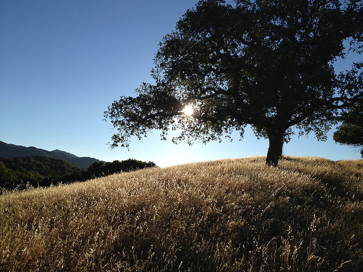 drvo, Kalifornija, brda, krajolik, zalazak sunca, priroda, hrast