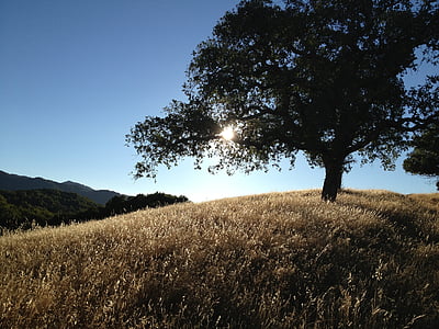 дерево, Каліфорнія, пагорби, краєвид, Захід сонця, Природа, дуб