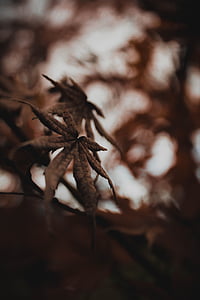 leaf, plant, nature, blur, tree, close-up, forest