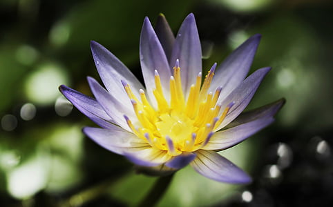 water lily, Nuphar lutea, thực vật thủy sinh, Blossom, nở hoa, Ao, vườn Ao