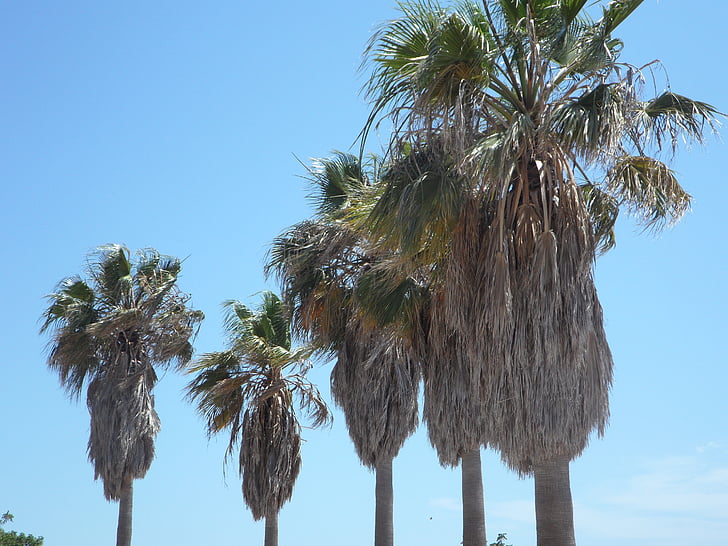 palmiers, Tropical, méditerranéenne, vacances, bleu, voyage