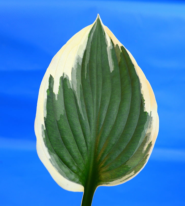 plantain lily, hosta, minute man, leaf, variegated, foliage, leaves