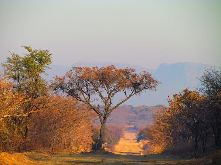 África do Sul, árvore, estrada, Inverno, paisagem, natureza selvagem, cenário