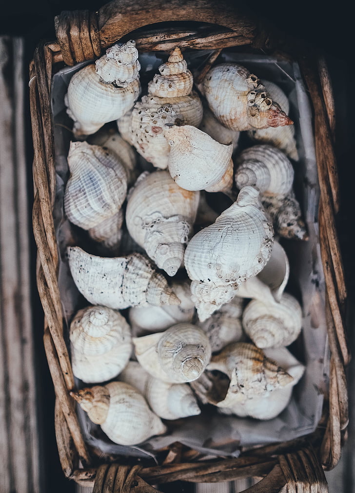Seashells, kori, Shell, kokoelma, sisustus, paju